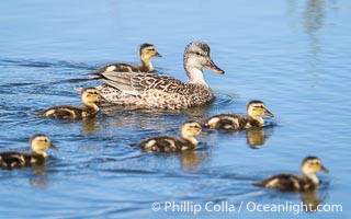 Mallard mother and ducklings, San Elijo Lagoon, Encinitas