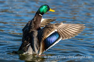 Mallard speculum, iridescent blue with white edges, Anas platyrhynchos, Santee Lakes