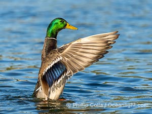 Mallard speculum, iridescent blue with white edges, Anas platyrhynchos, Santee Lakes