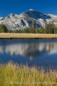 Mammoth Peak (12,117') reflected in small tarn pond at sunrise, viewed from meadows near Tioga Pass.
