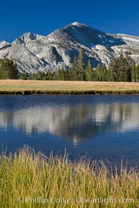 Mammoth Peak (12,117') reflected in small tarn pond at sunrise, viewed from meadows near Tioga Pass, Yosemite National Park, California