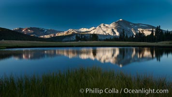 Mammoth Peak (12,117') reflected in small tarn pond at sunrise, viewed from meadows near Tioga Pass, Yosemite National Park, California