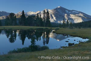 Mammoth Peak, reflected in a small alpine tarn (pond) at Tioga Pass, with meadow grasses and trees, Yosemite National Park, California