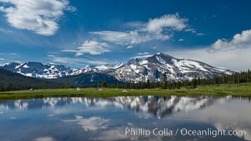 Mammoth Peak in the Yosemite High Country, reflected in small tarn pond, viewed from meadows near Tioga Pass, Yosemite National Park, California