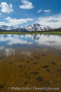 Mammoth Peak in the Yosemite High Country, reflected in small tarn pond, viewed from meadows near Tioga Pass, Yosemite National Park, California