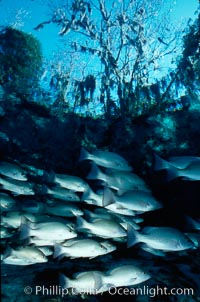 Mangrove snapper, Lutjanus griseus, Three Sisters Springs, Crystal River, Florida