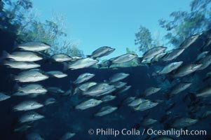 Mangrove snapper, Lutjanus griseus, Three Sisters Springs, Crystal River, Florida