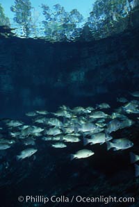 Mangrove snapper, Lutjanus griseus, Three Sisters Springs, Crystal River, Florida