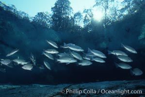 Mangrove snapper, Lutjanus griseus, Three Sisters Springs, Crystal River, Florida