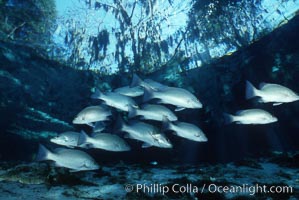 Mangrove snapper, Lutjanus griseus, Three Sisters Springs, Crystal River, Florida