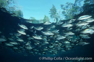 Mangrove snapper, Lutjanus griseus, Three Sisters Springs, Crystal River, Florida