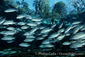 Mangrove snapper schooling in the clear waters of Crystal River, with trees in the background, Lutjanus griseus, Three Sisters Springs