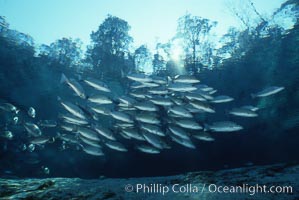 Mangrove snapper, Lutjanus griseus, Three Sisters Springs, Crystal River, Florida