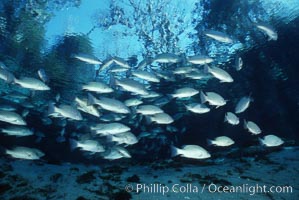 Mangrove snapper, Lutjanus griseus, Three Sisters Springs, Crystal River, Florida