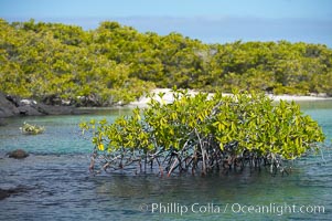 Mangrove shoreline.  Mangroves have vertical branches, pheumatophores, that serve to filter out salt and provide fresh water to the leaves of the plant.  Many juvenile fishes and young marine animals reside in the root systems of the mangroves.  Punta Albemarle, Isabella Island