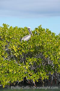 Mangrove shoreline.  Mangroves have vertical branches, pheumatophores, that serve to filter out salt and provide fresh water to the leaves of the plant.  Many juvenile fishes and young marine animals reside in the root systems of the mangroves.  Punta Albemarle, Isabella Island