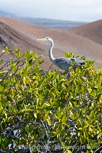 Mangrove shoreline.  Mangroves have vertical branches, pheumatophores, that serve to filter out salt and provide fresh water to the leaves of the plant.  Many juvenile fishes and young marine animals reside in the root systems of the mangroves.  Punta Albemarle, Isabella Island