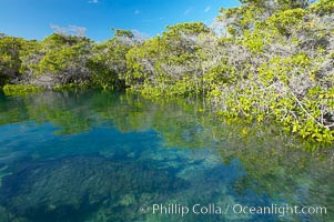 Mangrove shoreline.  Mangroves have vertical branches, pheumatophores, that serve to filter out salt and provide fresh water to the leaves of the plant.  Many juvenile fishes and young marine animals reside in the root systems of the mangroves.  Punta Albemarle.