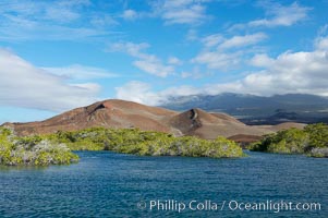 Mangrove shoreline.  Mangroves have vertical branches, pheumatophores, that serve to filter out salt and provide fresh water to the leaves of the plant.  Many juvenile fishes and young marine animals reside in the root systems of the mangroves.  Punta Albemarle, Isabella Island