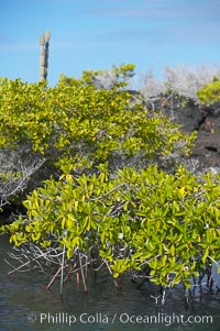 Mangrove shoreline.  Mangroves have vertical branches, pheumatophores, that serve to filter out salt and provide fresh water to the leaves of the plant.  Many juvenile fishes and young marine animals reside in the root systems of the mangroves.  Punta Albemarle, Isabella Island