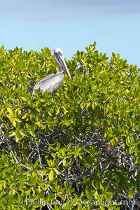 Mangrove shoreline.  Mangroves have vertical branches, pheumatophores, that serve to filter out salt and provide fresh water to the leaves of the plant.  Many juvenile fishes and young marine animals reside in the root systems of the mangroves.  Punta Albemarle, Isabella Island