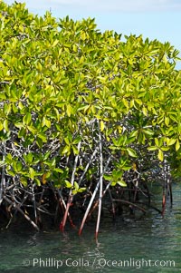 Mangrove shoreline.  Mangroves have vertical branches, pheumatophores, that serve to filter out salt and provide fresh water to the leaves of the plant.  Many juvenile fishes and young marine animals reside in the root systems of the mangroves.  Punta Albemarle, Isabella Island