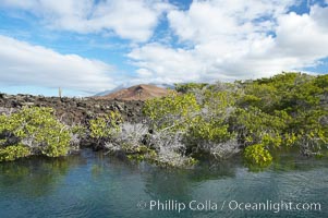 Mangrove shoreline.  Mangroves have vertical branches, pheumatophores, that serve to filter out salt and provide fresh water to the leaves of the plant.  Many juvenile fishes and young marine animals reside in the root systems of the mangroves.  Punta Albemarle, Isabella Island