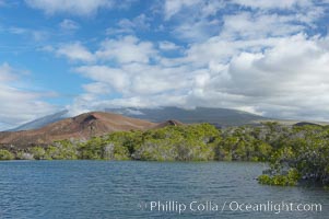 Mangrove shoreline.  Mangroves have vertical branches, pheumatophores, that serve to filter out salt and provide fresh water to the leaves of the plant.  Many juvenile fishes and young marine animals reside in the root systems of the mangroves.  Punta Albemarle, Isabella Island