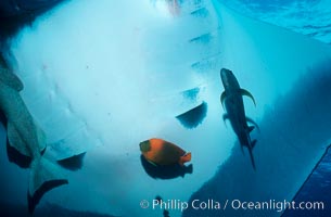 Manta ray cleaned by Clarion angelfish, Holacanthus clarionensis, Manta birostris, San Benedicto Island (Islas Revillagigedos)