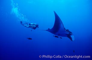 Manta ray and scuba diver, Manta birostris, San Benedicto Island (Islas Revillagigedos)