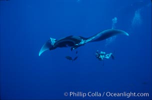 Manta ray and scuba diver, Manta birostris, San Benedicto Island (Islas Revillagigedos)