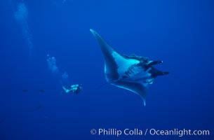 Manta ray and scuba diver.