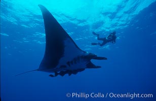 Manta ray and videographer, Manta birostris, San Benedicto Island (Islas Revillagigedos)