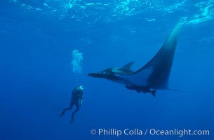 Manta ray and videographer, Manta birostris, San Benedicto Island (Islas Revillagigedos)