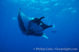 Manta ray, Manta birostris, San Benedicto Island (Islas Revillagigedos)