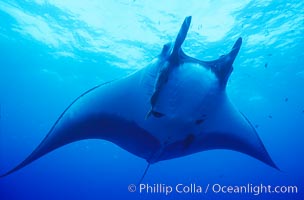 Manta ray, Isla San Benedicto, Manta birostris, San Benedicto Island