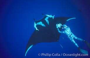 Manta ray and freediving videographer, Isla San Benedicto, Manta birostris, San Benedicto Island