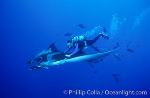 Manta ray and diver, Isla San Benedicto, Manta birostris, San Benedicto Island