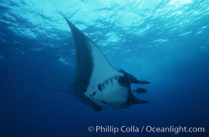 Manta ray, Isla San Benedicto, Manta birostris