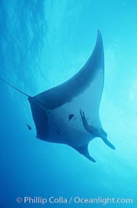 Manta ray, Isla San Benedicto, Manta birostris