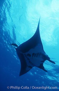 Manta ray, Isla San Benedicto, Manta birostris