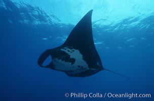 Manta ray, Isla San Benedicto, Manta birostris