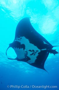 Manta ray, Manta birostris, San Benedicto Island (Islas Revillagigedos)