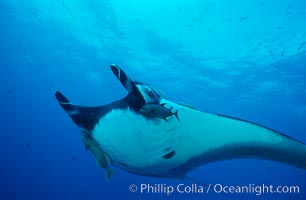 Pacific manta ray with remora, Manta birostris, Remora, San Benedicto Island (Islas Revillagigedos)