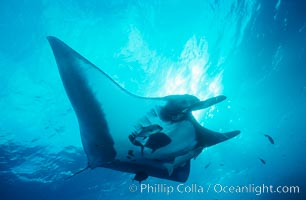 Pacific manta ray with remora, Manta birostris, Remora, San Benedicto Island (Islas Revillagigedos)