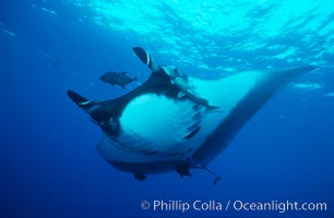 Pacific manta ray with remora, Manta birostris, Remora, San Benedicto Island (Islas Revillagigedos)