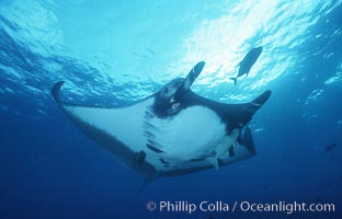 Pacific manta ray with remora, San Benedicto Island, Revilligigedos, Manta birostris, Remora