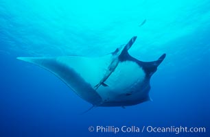 Pacific manta ray with remora, Manta birostris, Remora, San Benedicto Island (Islas Revillagigedos)