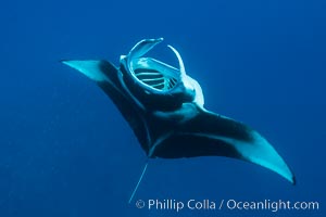 Manta Ray Feeding on Plankton, Fiji