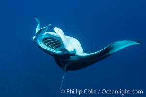 Manta Ray Feeding on Plankton, Fiji, Manta birostris, Gau Island, Lomaiviti Archipelago